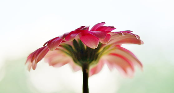 selective focus photography of red petaled flower thumbnail