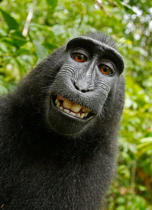 black chimpanzee thumbnail