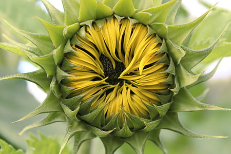 yellow and green plant thumbnail