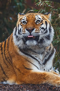 tiger near green elaf thumbnail
