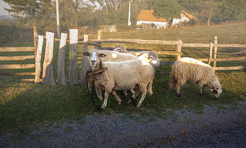 herd of sheep pastured on green grass thumbnail