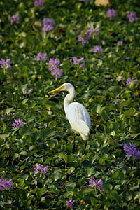 nature, bird, flowers, yellow thumbnail
