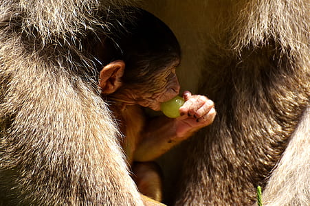 baby primate thumbnail