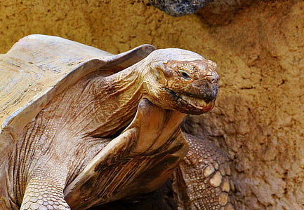 beige turtle in front of brown wall thumbnail