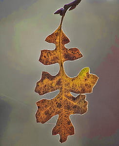 Macro Photography Of Dry Leaf thumbnail