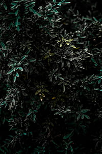 green leafed plant thumbnail