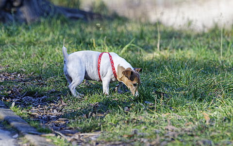 Tan and White Jack Russell Terrier Stand on Green Grass at Daytime thumbnail