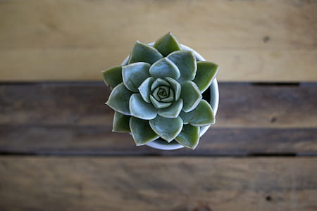 Green Succulent Plant thumbnail
