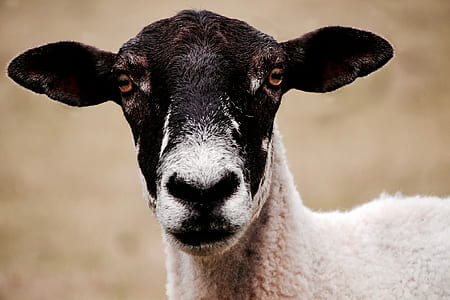 animal, agriculture, blur, focus thumbnail
