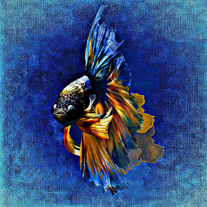 orange , blue and black fighting fish painting thumbnail