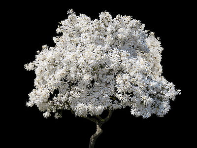 blossoming magnolia tree isolated in black background thumbnail