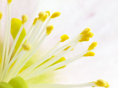 macro photography of white lily with yellow stigma thumbnail