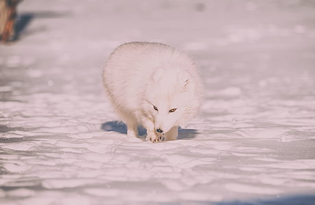 white wolf thumbnail