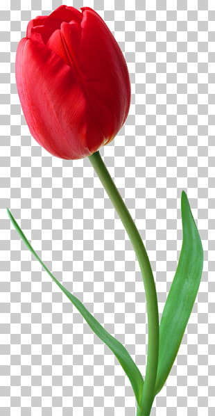 Tehran Black Friday Iranian Revolution Keh 2017–18 Iranian protests, Large Red Tulip , red tulip PNG clipart