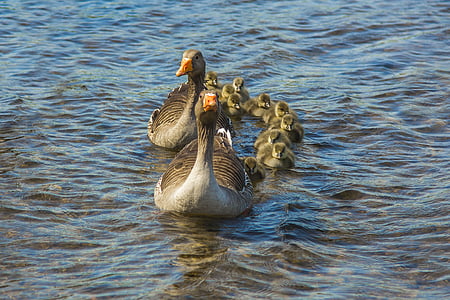 two brown geese on body of water thumbnail