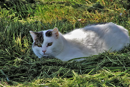 short-coated white cat on grass during daytime thumbnail