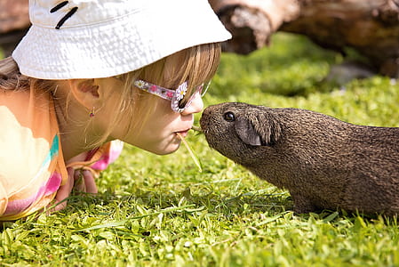 brown Guinea pig smelling girl on grass at daytime thumbnail