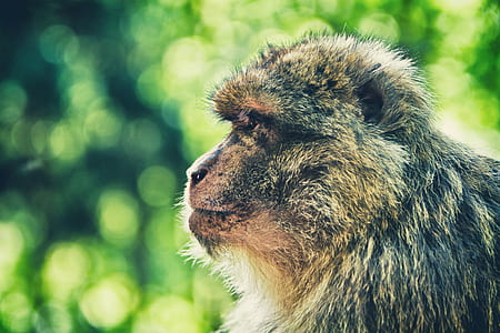 wildlife photography of monkey thumbnail