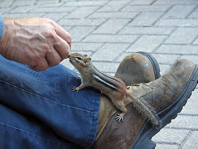 brown and black squirrel on human foot thumbnail