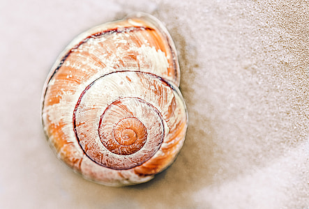 close-up photo of brown and white shell on sand thumbnail
