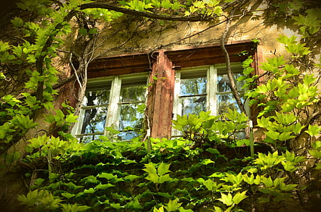 brown concrete house beside tree thumbnail