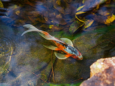 silver and golf fish thumbnail
