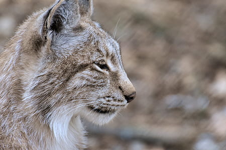 beige lioness in focus photography at daytime thumbnail
