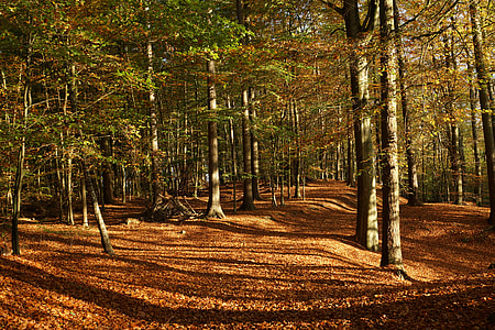 landscape photography of forest thumbnail