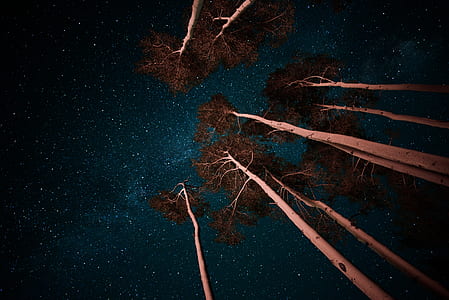 brown trees in worms view photography thumbnail
