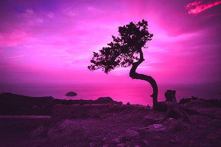 silhouette of tree on rock formation thumbnail