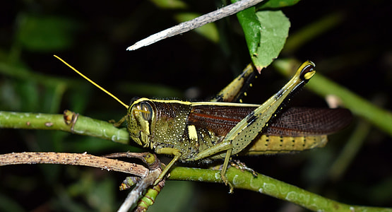 Grasshopper, Spotted Bird Grasshopper thumbnail