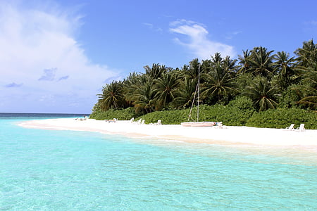 green trees near sea at daytime thumbnail