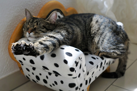 brown Tabby cat sleeping on white and black polka-dot sofa chair thumbnail