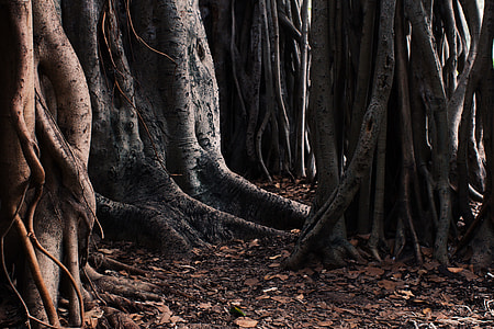 photography of forest during daytime thumbnail
