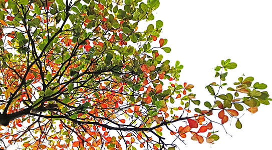 low-angle photography of green and orange leaf tree thumbnail