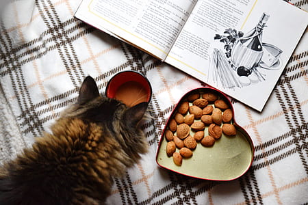 long-fur brown and black cat standing beside almonds and open-wided book thumbnail