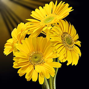 sunflower clip art thumbnail