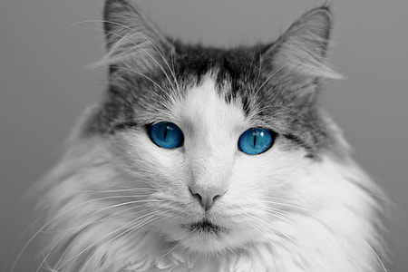 white and gray blue-eyed cat thumbnail
