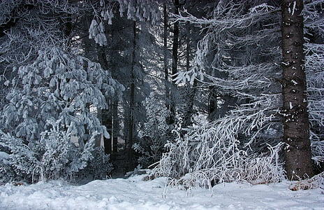 landscape photography of snow-covered trees thumbnail