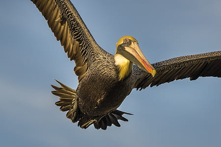 Brown Bird Close-up Photo thumbnail