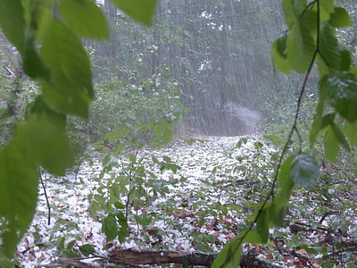 green leaves during rain thumbnail
