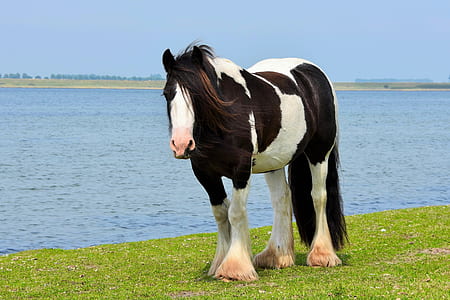 white and black horse on green grass field thumbnail
