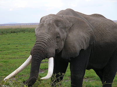 gray elephant standing on grass during daytime thumbnail