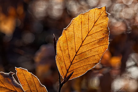 selective focus photography of brown leaf thumbnail