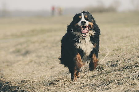 field, animal, dog, pet thumbnail