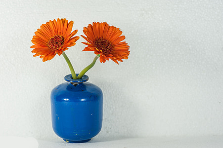 two orange petal flower on blue vase near white wall thumbnail