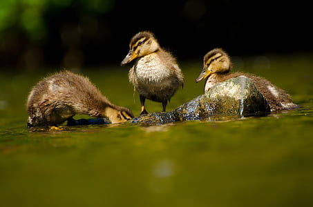 three brown ducklings near rock surrounded by water thumbnail