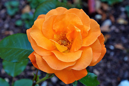 close-up photo of orange rose flower thumbnail