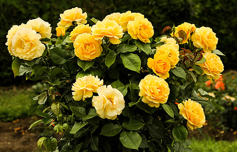 yellow rose flower arrangement near green foliage trees thumbnail
