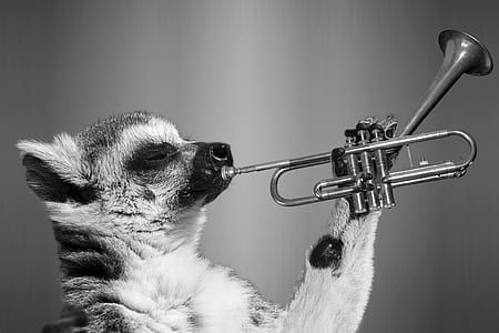 grayscale photography of animal playing trumpet thumbnail